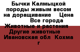 Бычки Калмыцкой породы живым весом на доращивание. › Цена ­ 135 - Все города Животные и растения » Другие животные   . Ивановская обл.,Кохма г.